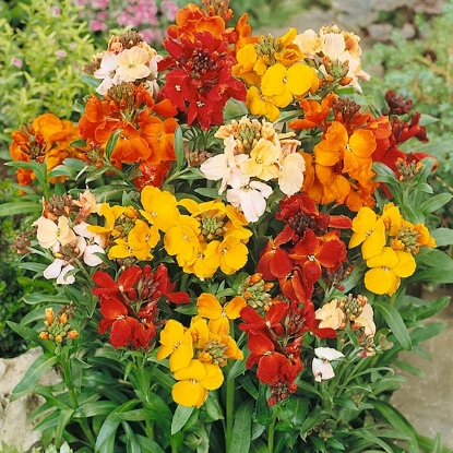 Picture of Wallflower - Crown Blended Mixture